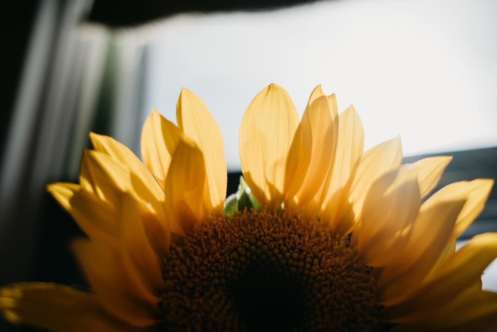 morning sunlight filters warm and soft through the tip of a sunflower in the window in this photo taken as part of the document365 project with Kristyn Miller Photography