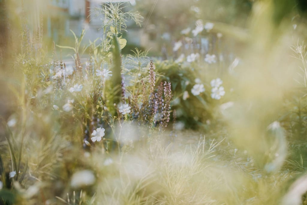 beautiful bokeh image of flowers created by Kristyn Miller as part of her documented heart coaching for Project 365 showing it's important to honor our journey through tough times