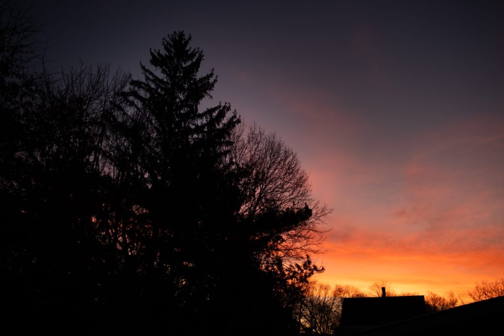 gorgeous orange and yellow sunset with large pine trees silhouetted in the foreground. Image by Kristyn Miller Photography Coach.