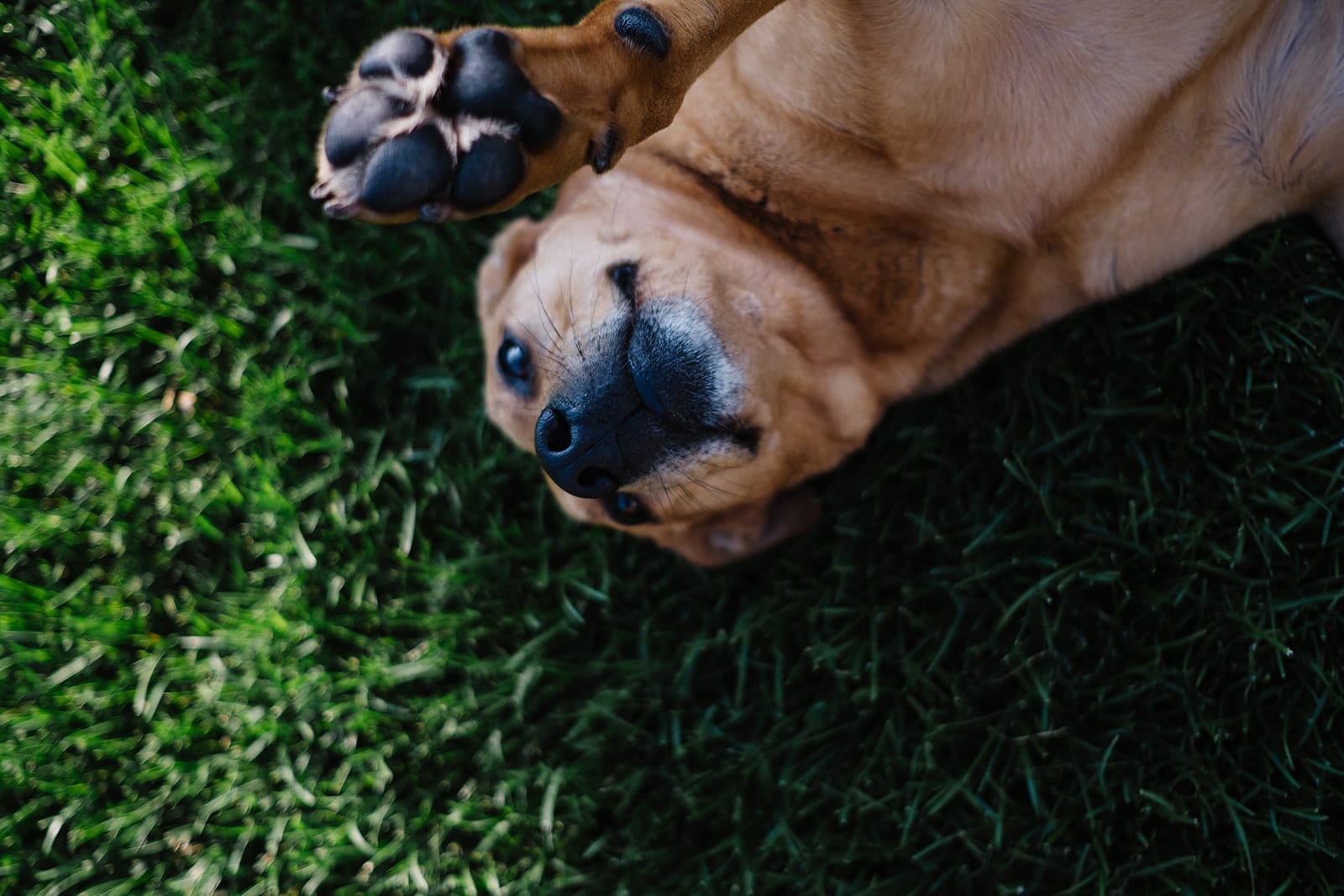 a golden lab cross lays on his back in the grass smiling as he teaches his owners and family the importance of embracing uncertainty and just rolling along with life